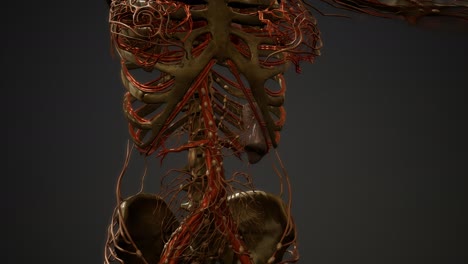 Anatomía-De-Los-Vasos-Sanguíneos-Del-Cuerpo-Humano